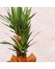 Yucca Massengena